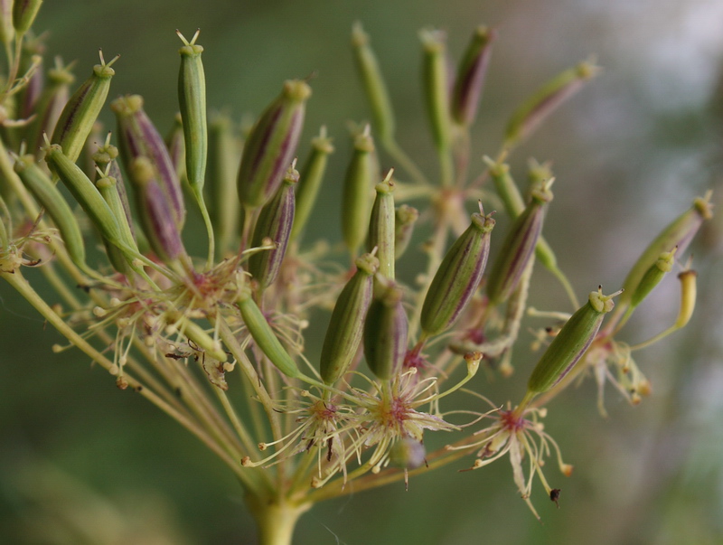 Image of Chaerophyllum aromaticum specimen.