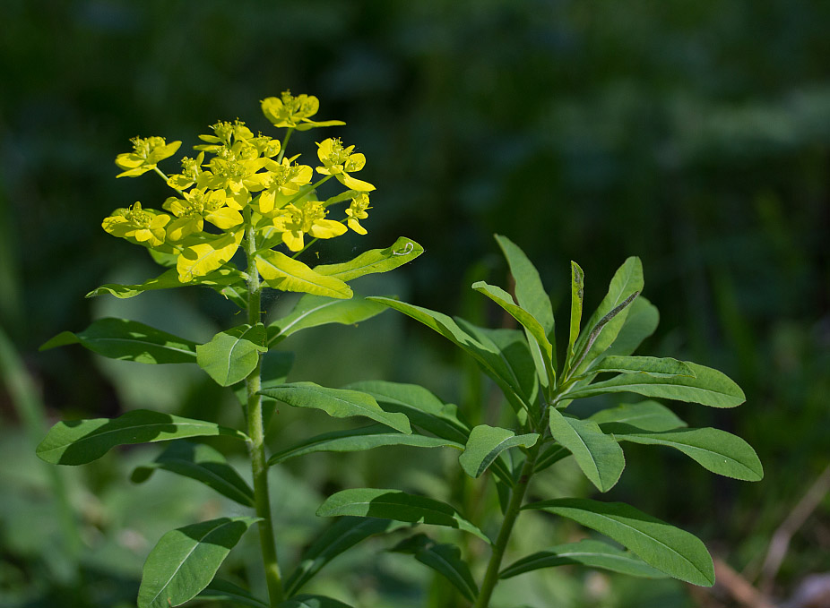 Изображение особи Euphorbia pilosa.