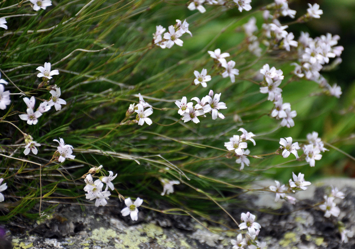 Image of Eremogone lychnidea specimen.