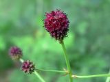 Sanguisorba officinalis