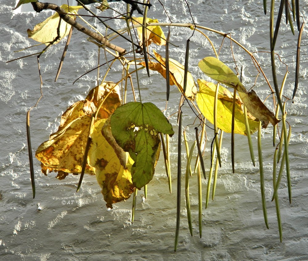 Image of Catalpa bignonioides specimen.