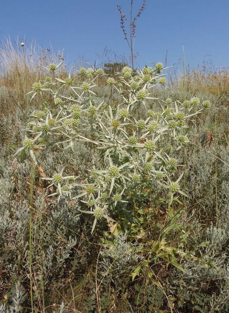 Image of Eryngium campestre specimen.