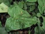 Arum maculatum