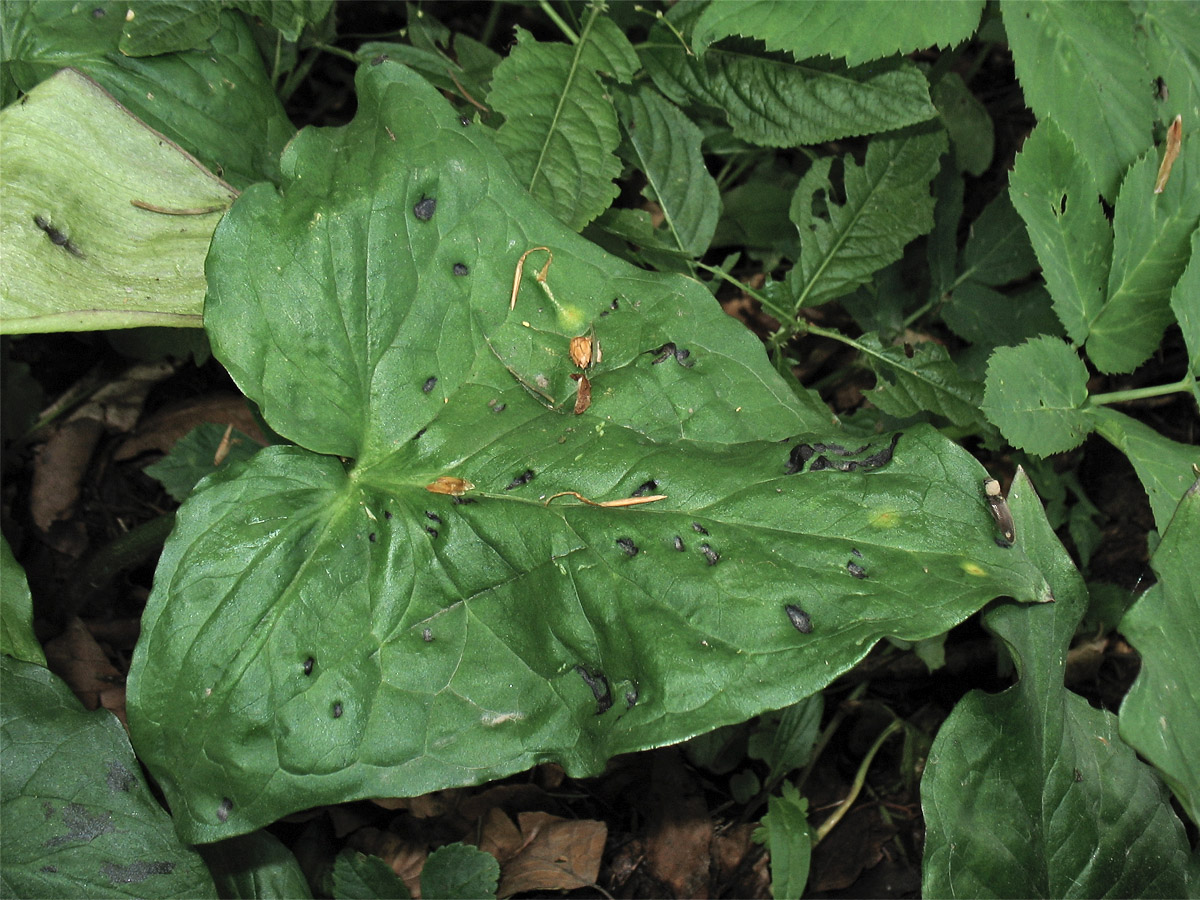 Изображение особи Arum maculatum.