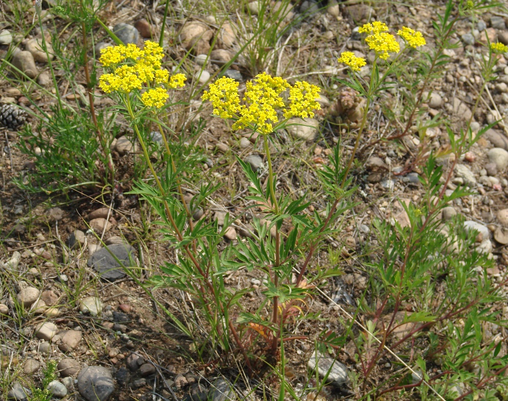 Изображение особи Patrinia rupestris.