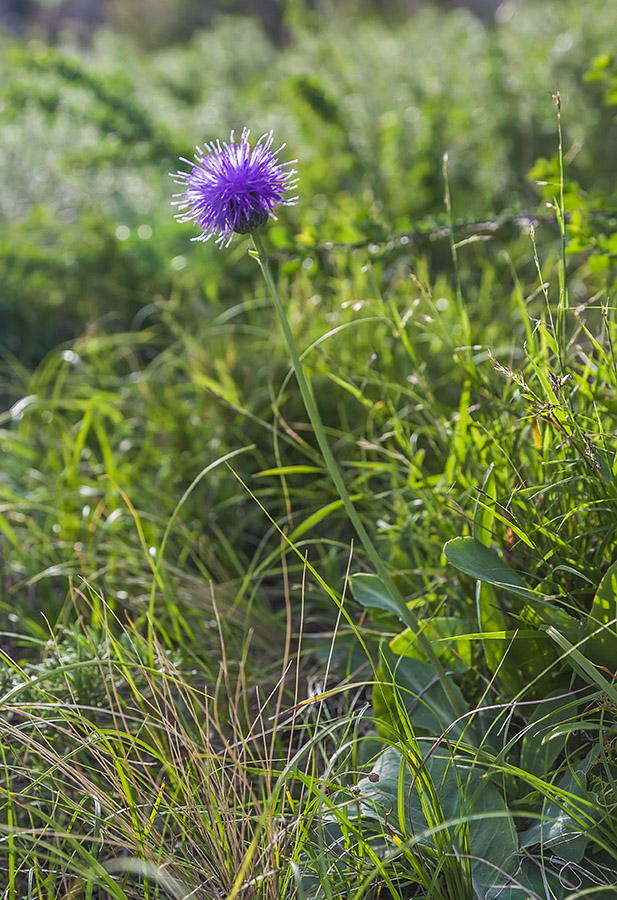 Изображение особи Klasea marginata.