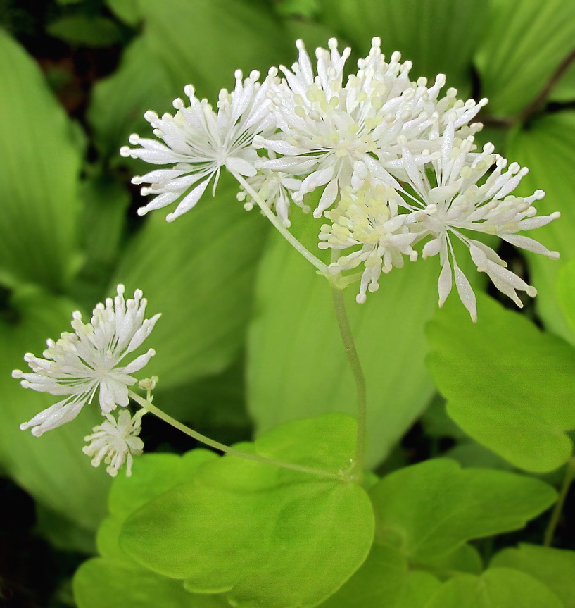 Image of Thalictrum filamentosum specimen.