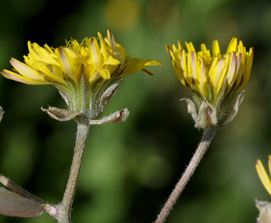Image of Crepis vesicaria specimen.