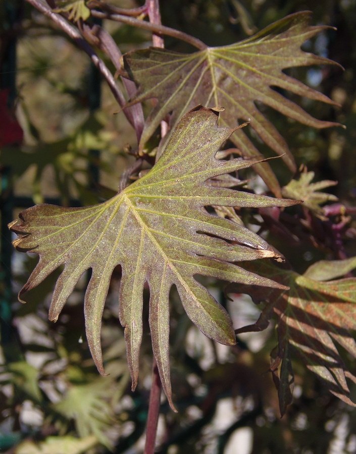 Image of Ipomoea &times; multifida specimen.