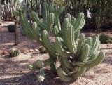 Myrtillocactus cochal. Вегетирующее растение. Австралия, Новый Южный Уэльс, пос. Лайтнинг Ридж, питомник кактусов, основанный в 1966 г. Джоном и Элизабет Беван (Bevan). 14.09.2009.