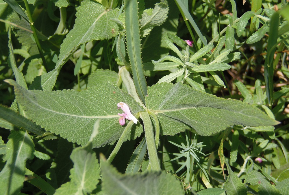 Изображение особи Salvia tesquicola.