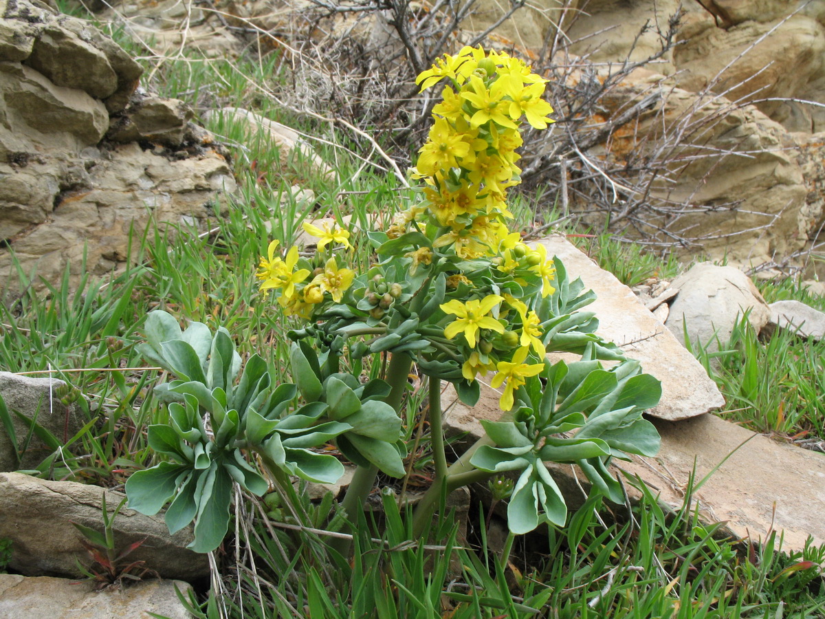 Image of Leontice ewersmanni specimen.