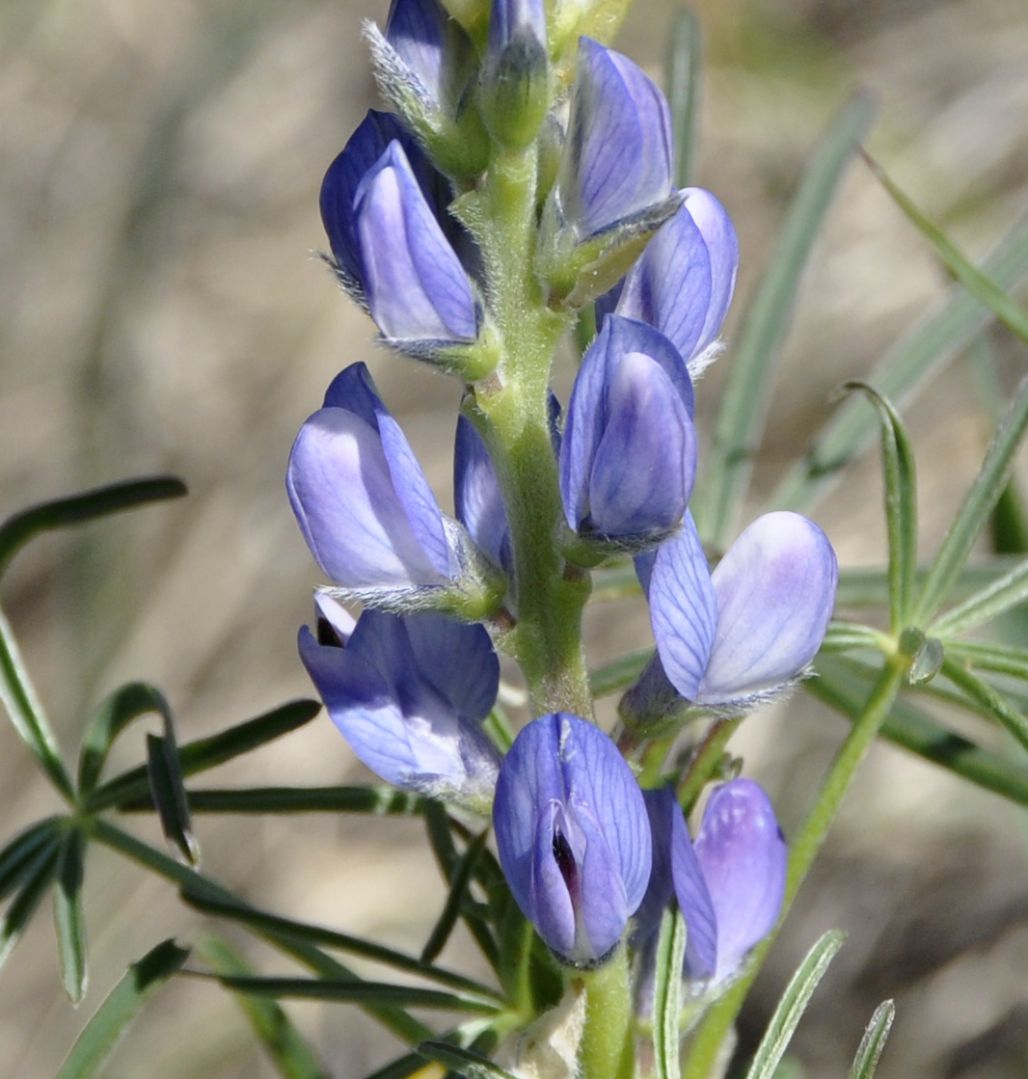 Изображение особи Lupinus angustifolius.