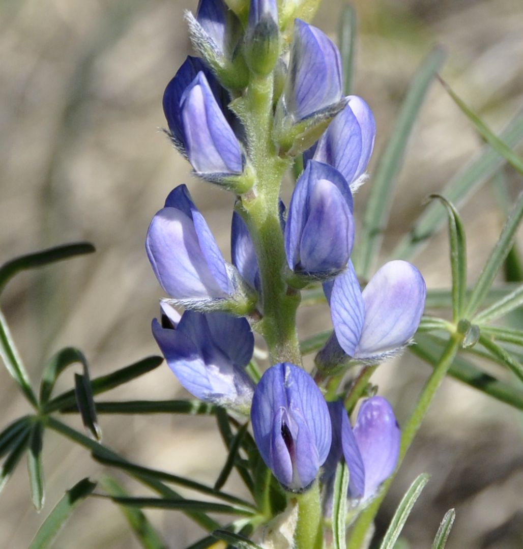 Image of Lupinus angustifolius specimen.