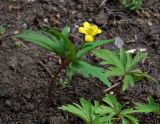 Anemone ranunculoides