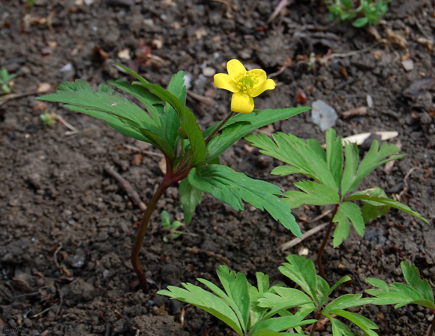 Изображение особи Anemone ranunculoides.