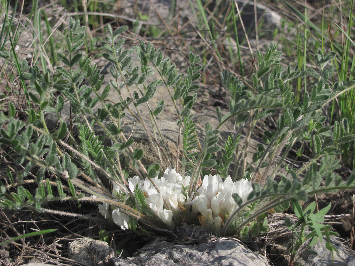 Изображение особи Astragalus dolichophyllus.