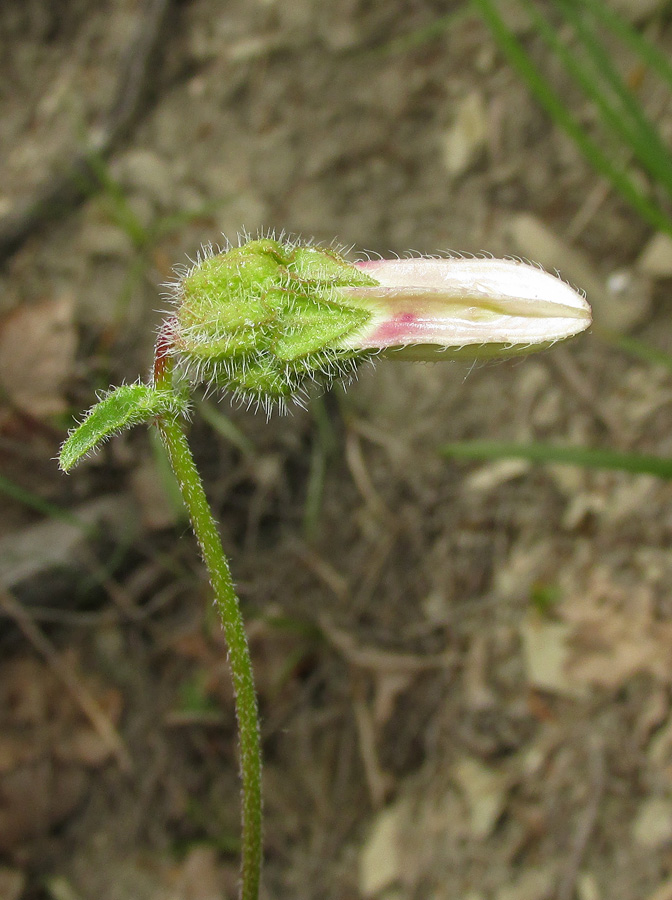 Image of Campanula komarovii specimen.