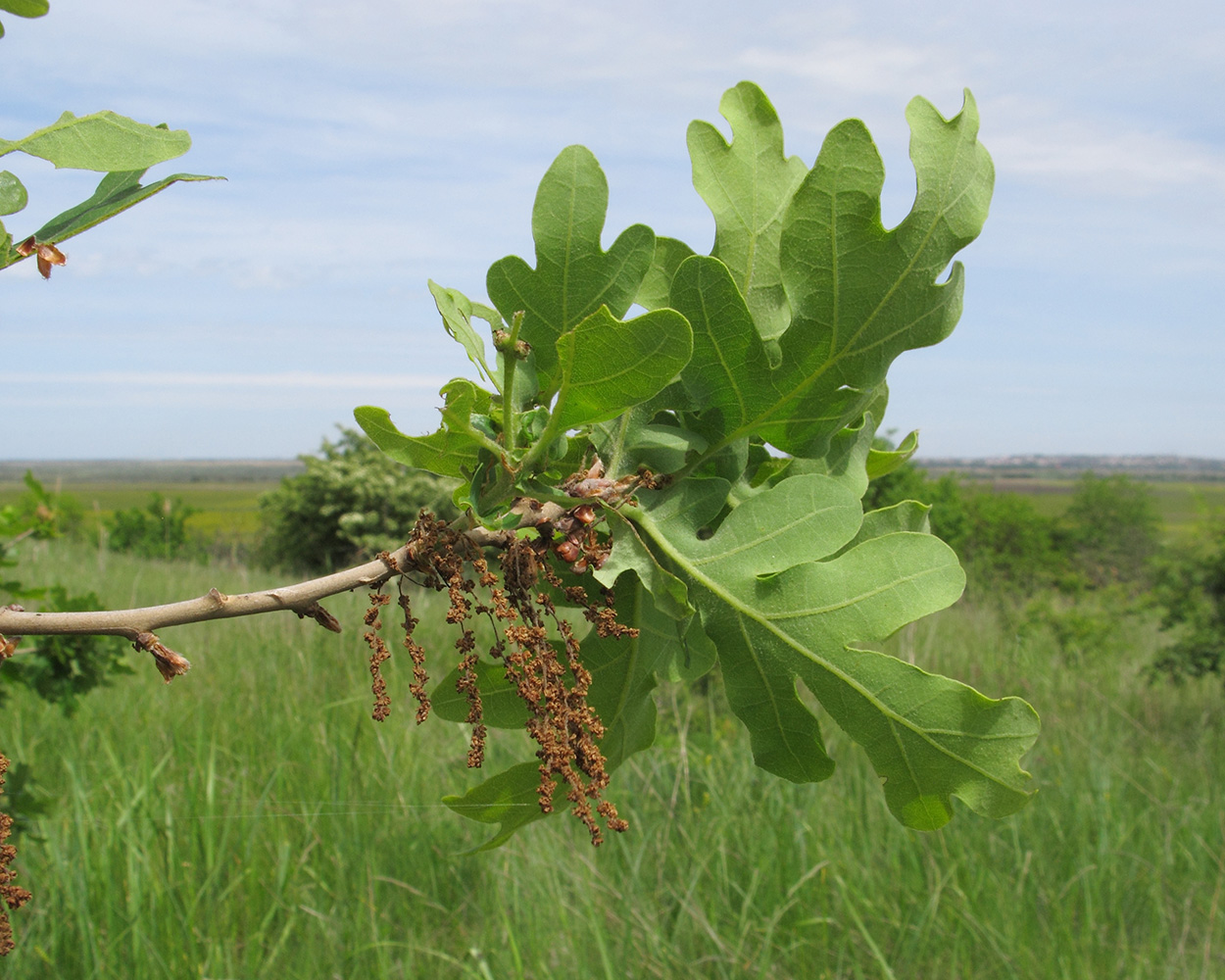 Изображение особи Quercus robur.