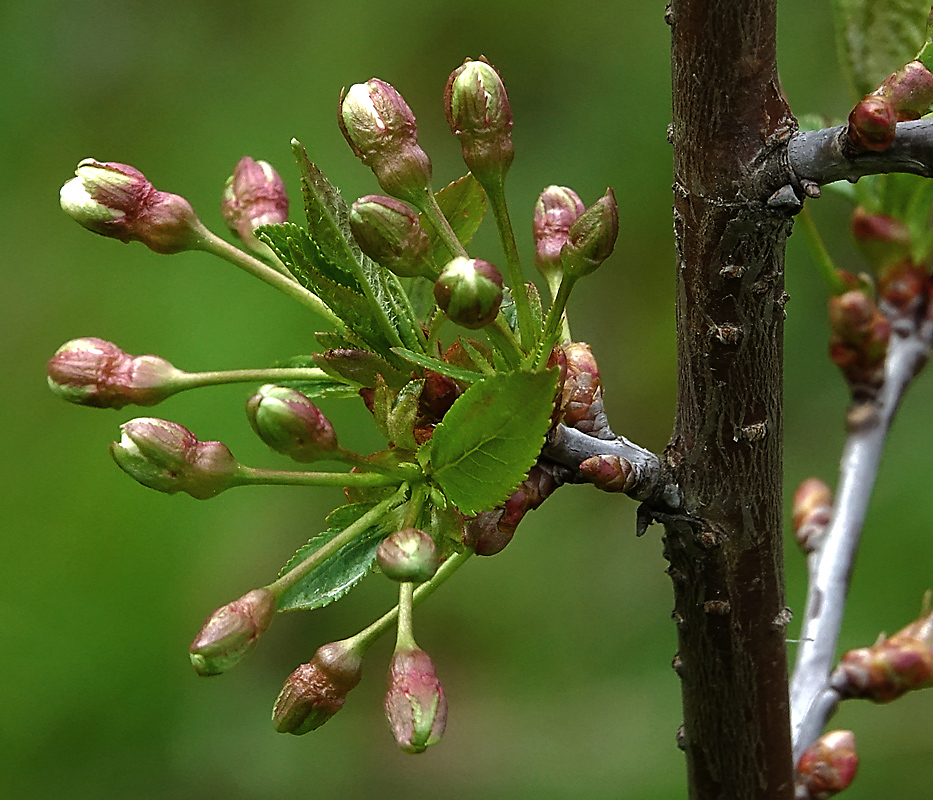 Изображение особи Cerasus vulgaris.