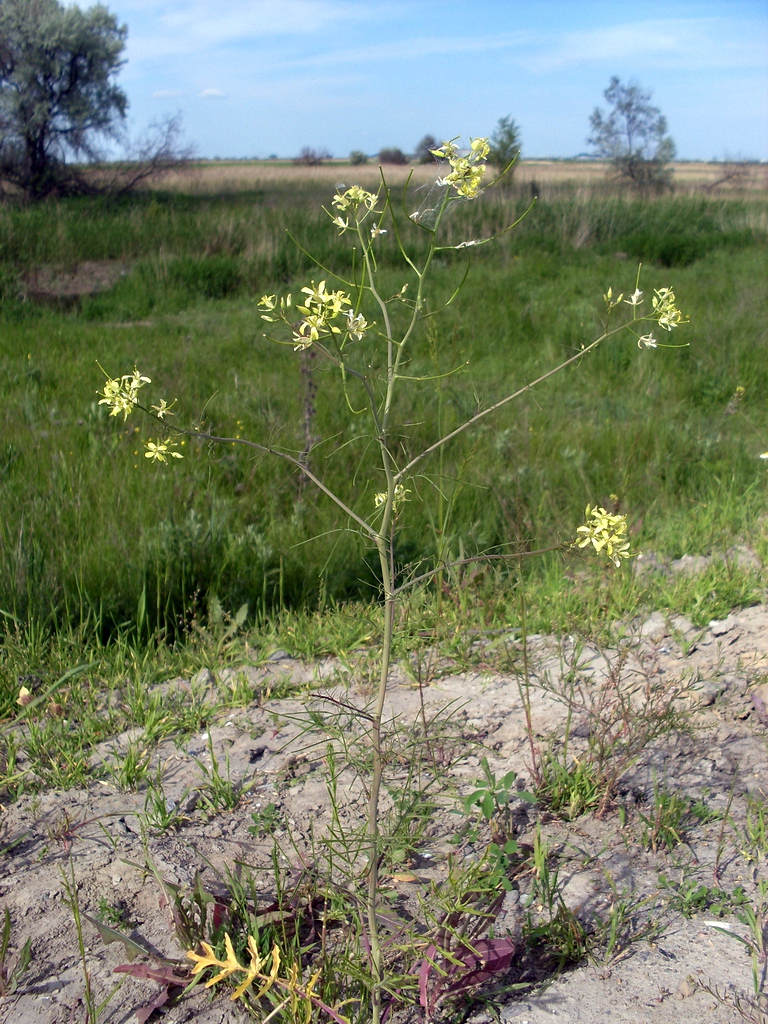 Image of Sisymbrium altissimum specimen.