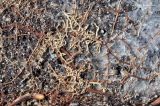 Quercus robur