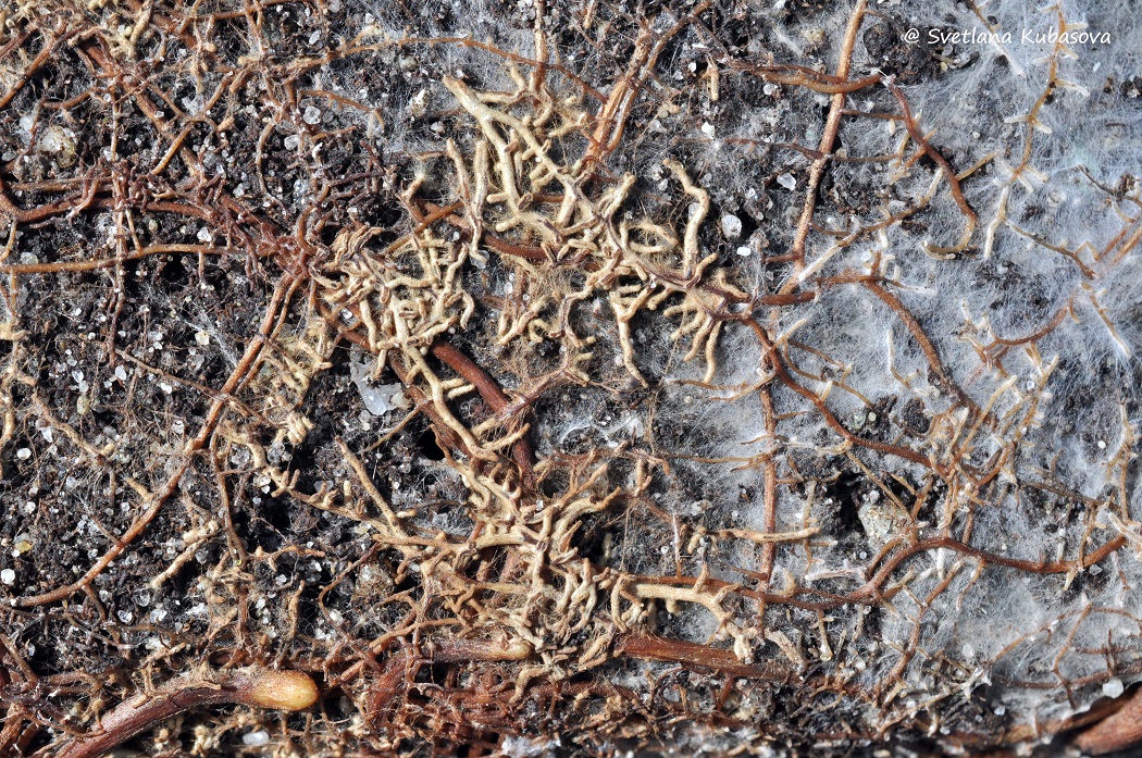 Image of Quercus robur specimen.