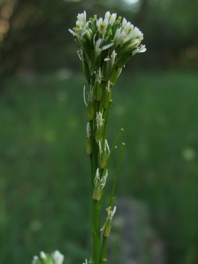 Image of Arabis sagittata specimen.
