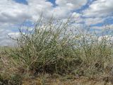 Astragalus amarus