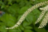 Aruncus sylvestris