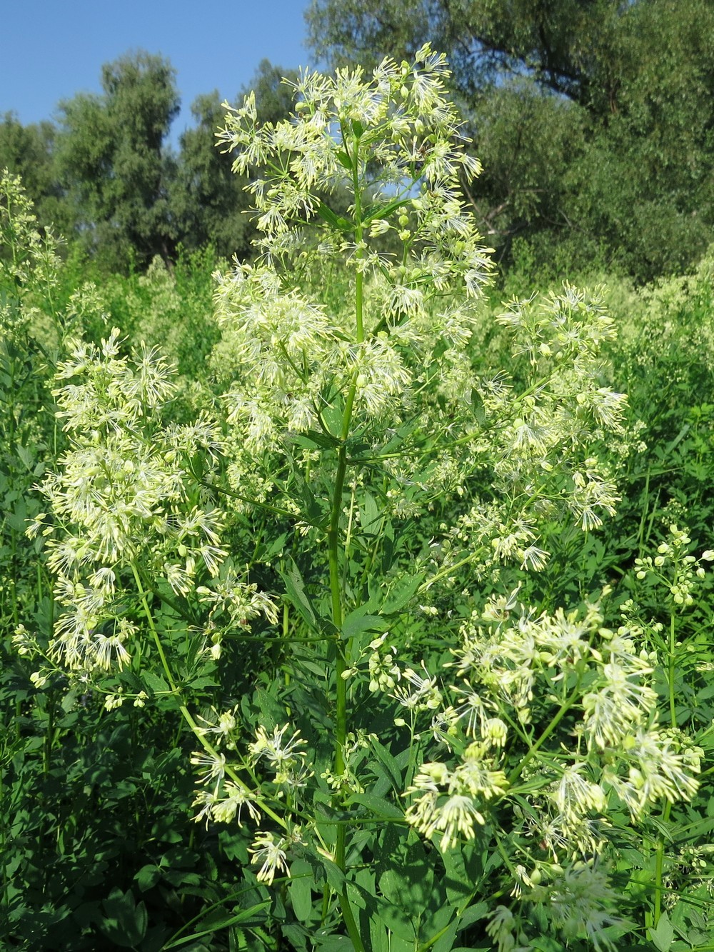 Image of Thalictrum flavum specimen.