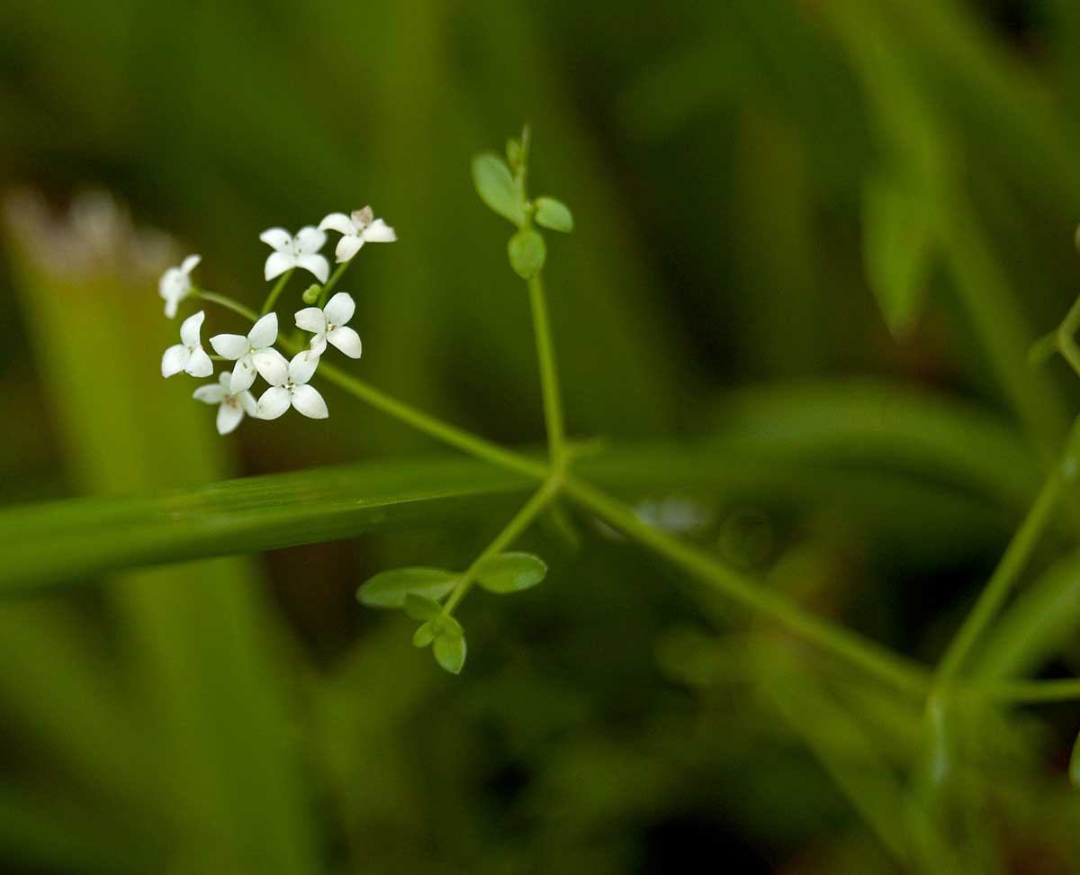 Image of Galium palustre specimen.