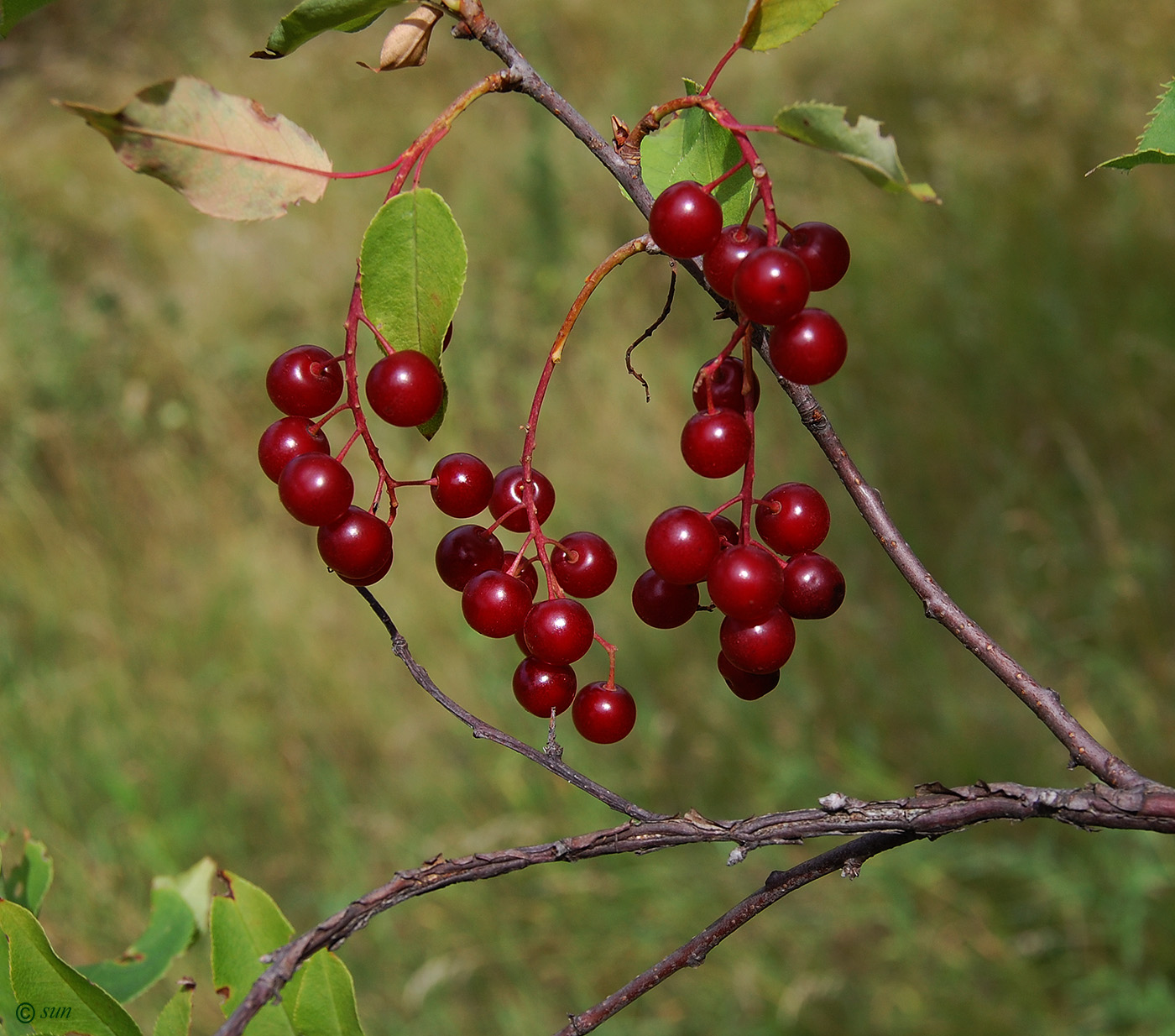 Image of Padus virginiana specimen.