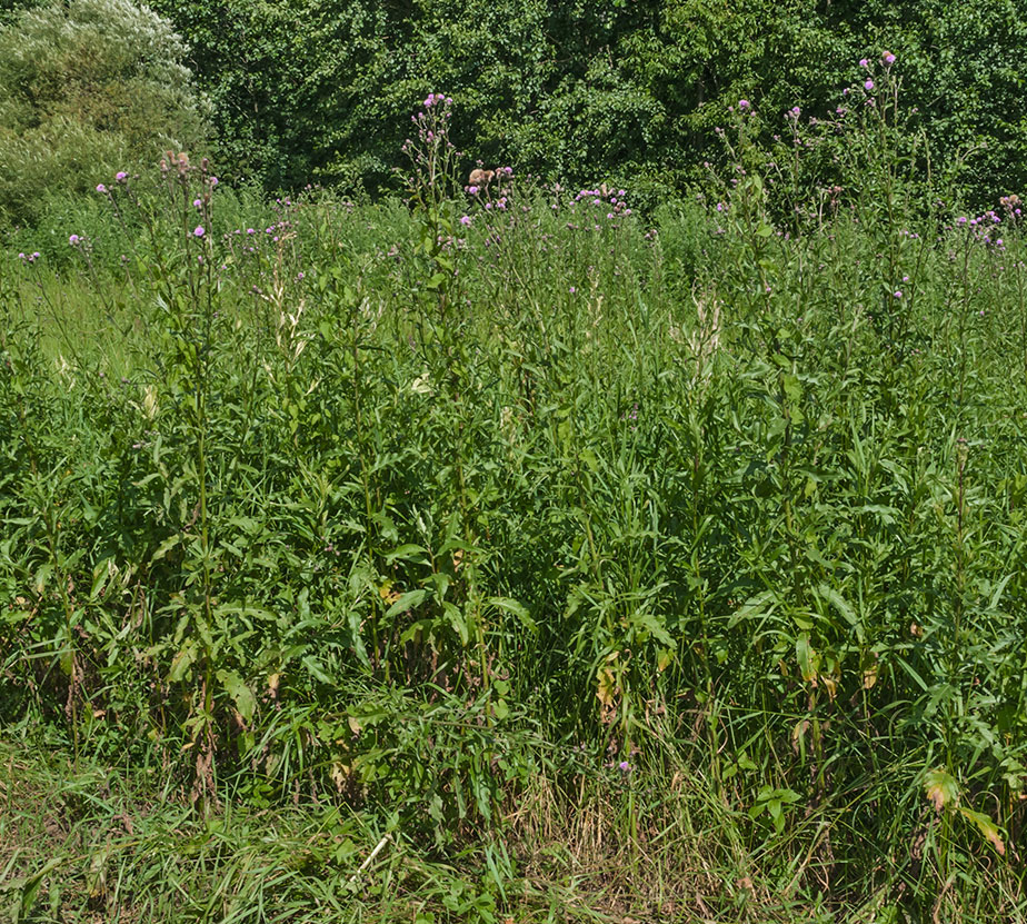 Изображение особи Cirsium setosum.