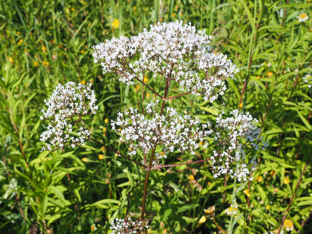 Image of Valeriana officinalis specimen.