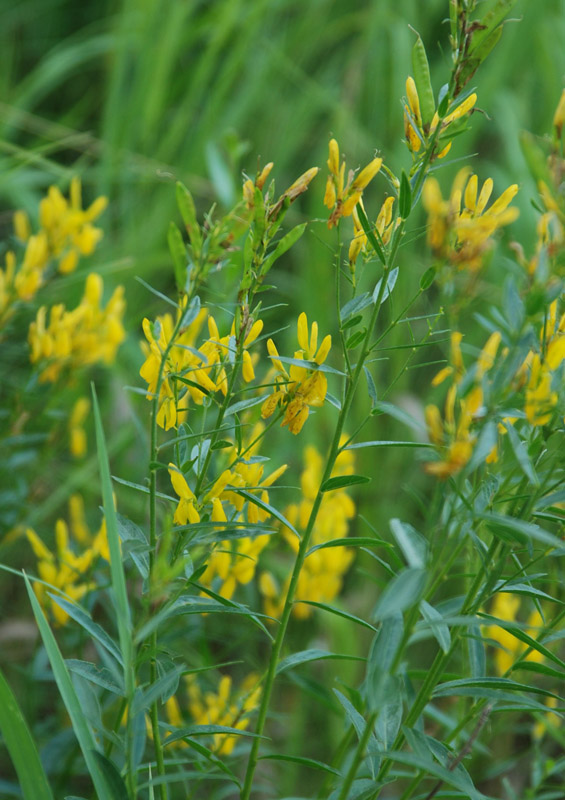 Image of Genista tinctoria specimen.