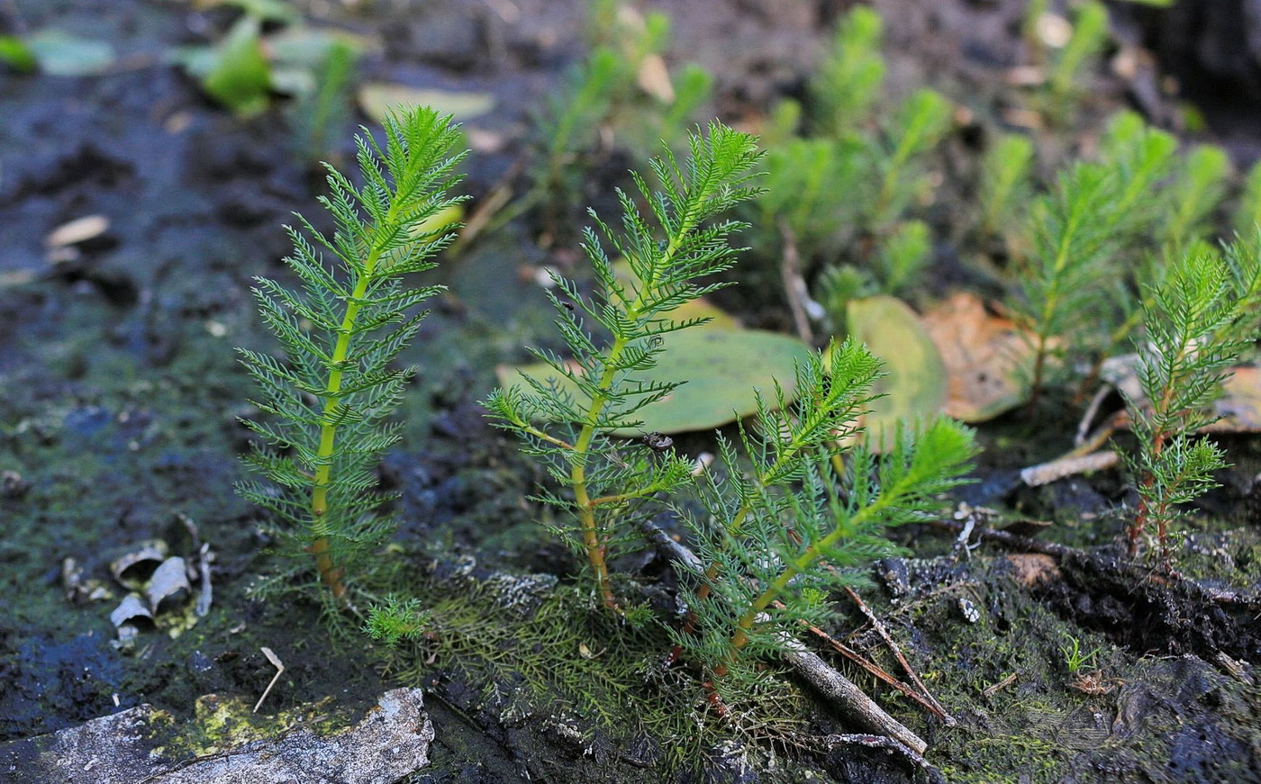 Image of Hottonia palustris specimen.