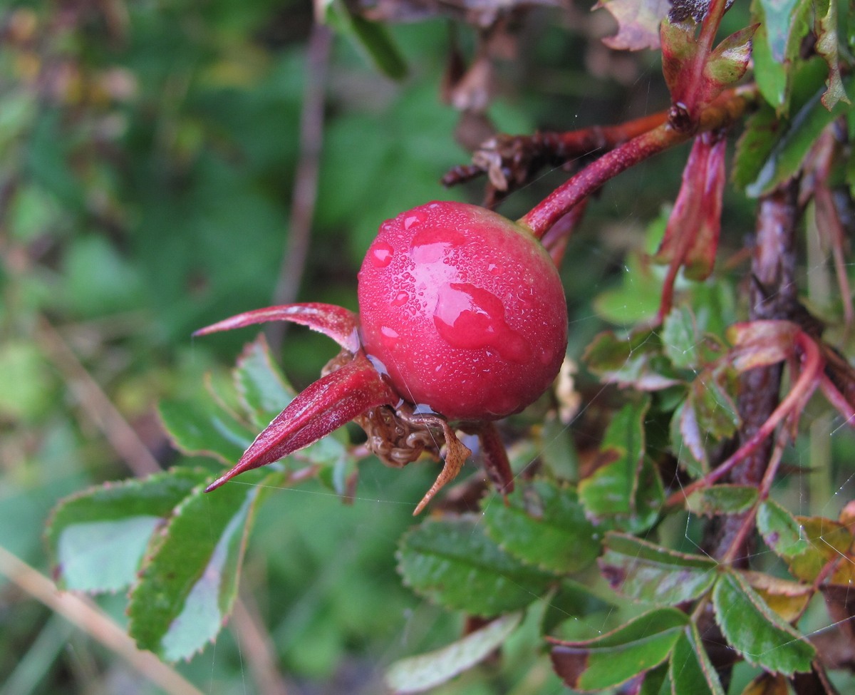 Изображение особи Rosa spinosissima.