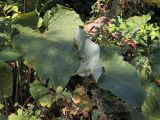 Arctium tomentosum