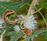 Dichrostachys cinerea