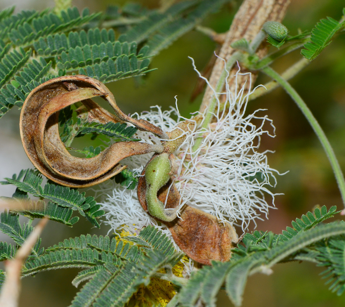 Image of Dichrostachys cinerea specimen.