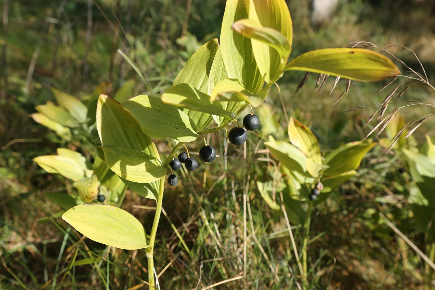 Image of Polygonatum odoratum specimen.