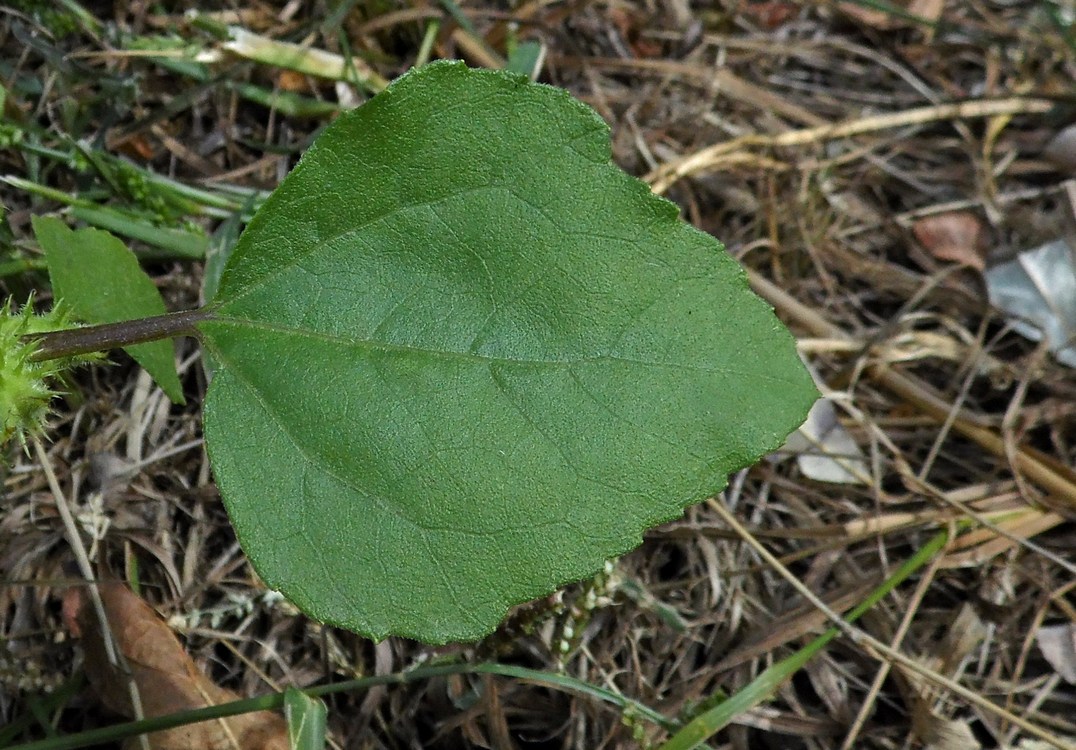 Image of genus Xanthium specimen.
