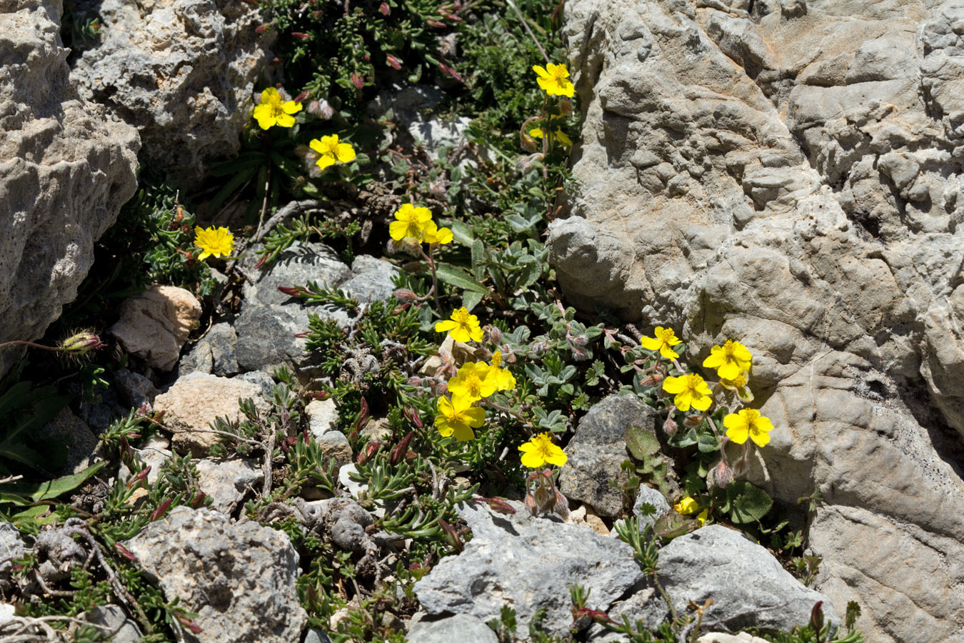 Изображение особи Helianthemum hymettium.