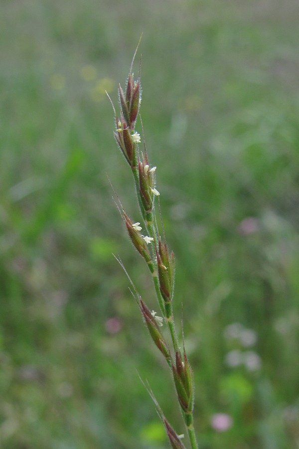 Image of Nardurus krausei specimen.