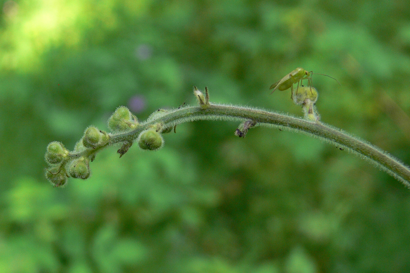 Изображение особи Aconitum septentrionale.