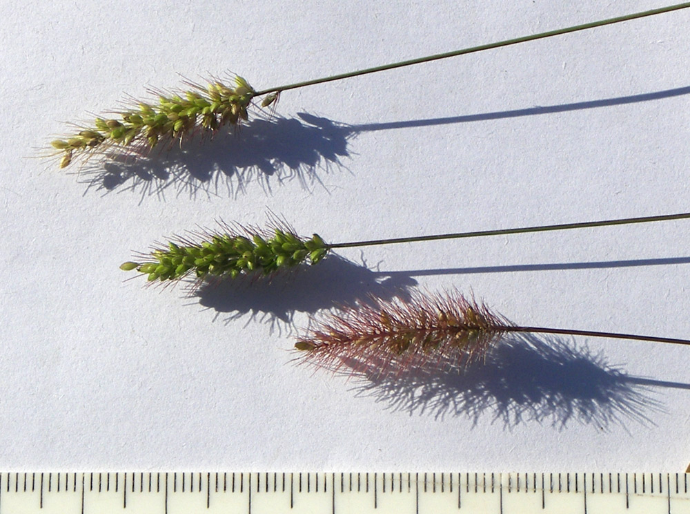 Image of Setaria verticilliformis specimen.