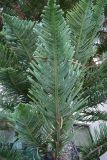 Araucaria heterophylla