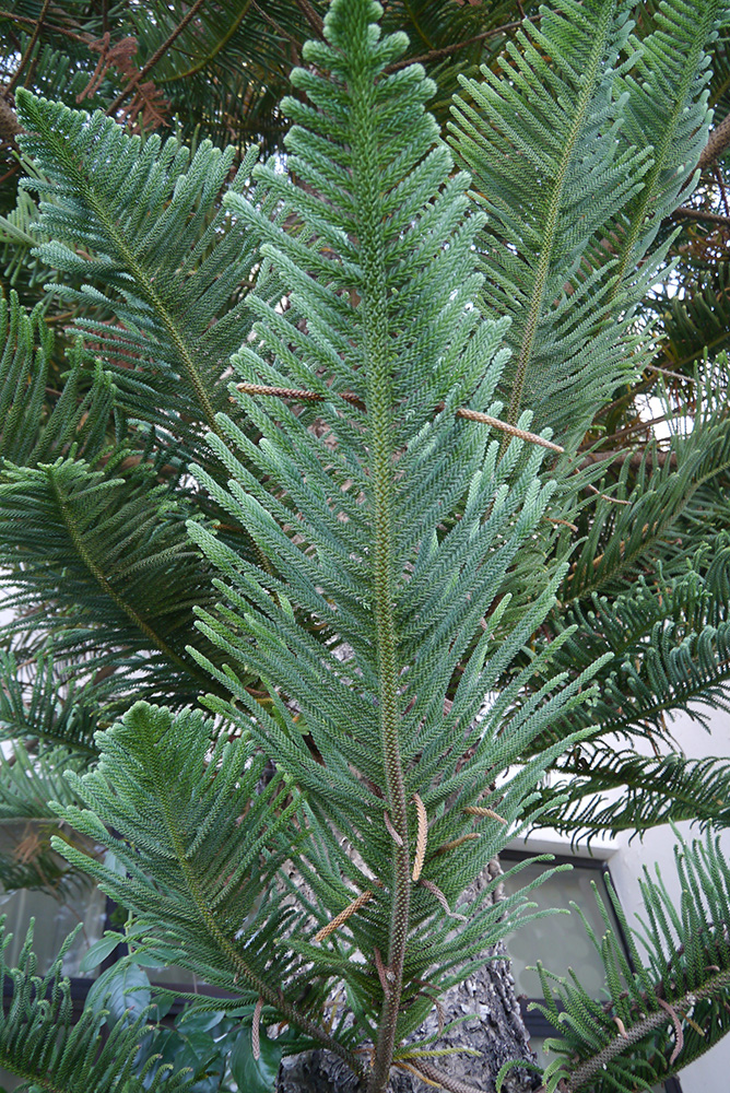 Image of Araucaria heterophylla specimen.