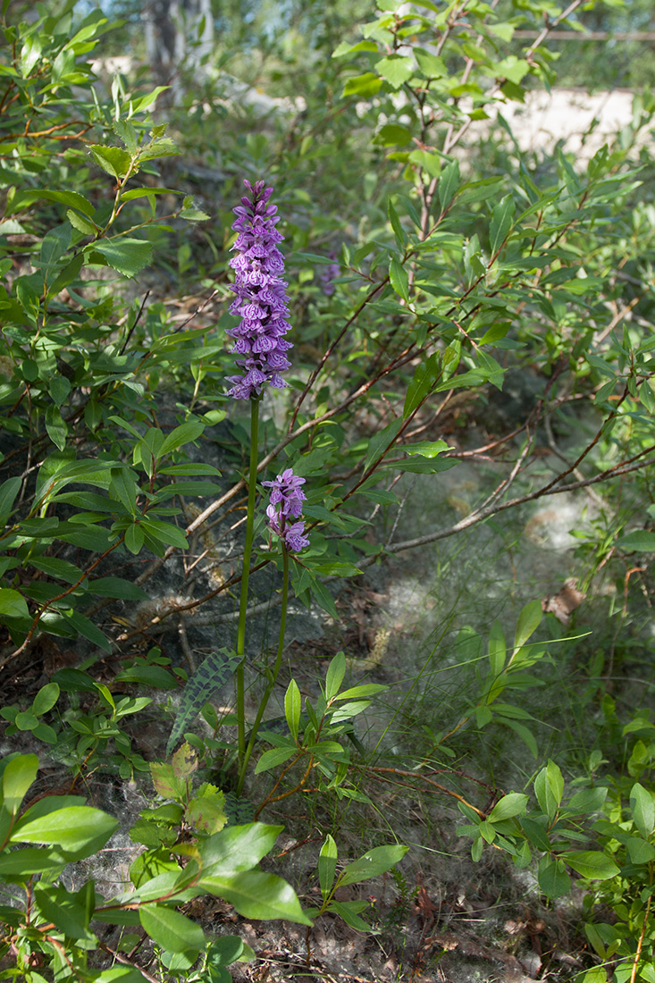 Image of Dactylorhiza psychrophila specimen.